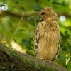 Ketupa malajska - Ketupa ketupu - Buffy Fish Owl 3667